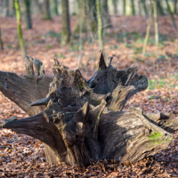 Кверх ногами