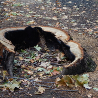 Выжженный и спиленный