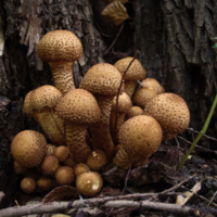 Семейный портрет в интерьере