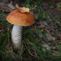 Наше вам с кисточкой!