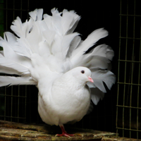 Цена красоты