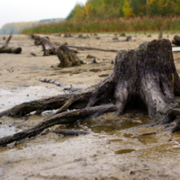 А дерева - что дерева? Они - дрова...