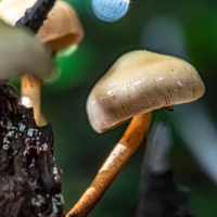 Грибочек Psilocybe
