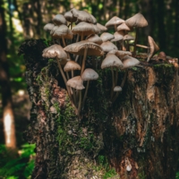 Пень с грибами