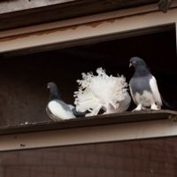 О-оо, какая гулечка!