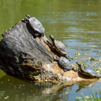Пень и его обитатели