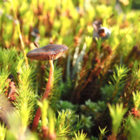 Маленький, но гордый