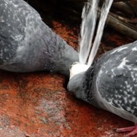 Сушняк конкретный.