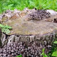 Шобла на шоблу!