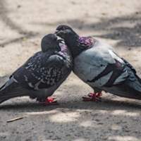 голубинная любовь