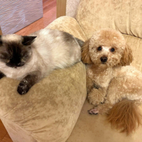 Люся и Тоби