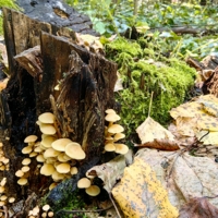 Пень во мху и грибах