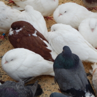 Видимо-невидимо