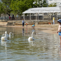 Рассажите, птицы...