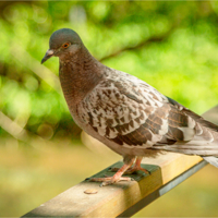 Любопытный!