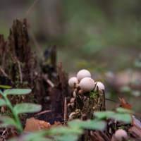 Пни-пенёчки!