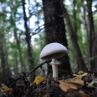 В белой юбочке