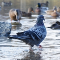 По морям, по волнам..