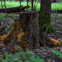 Облепиха из грибов