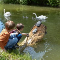 Жизнь вокруг старого пня
