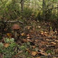 Грибов видимо-невидимо