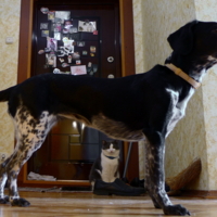 Вы, что? уборку затеяли ?