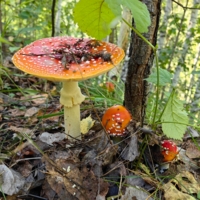 На краю оврага