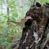 А пню летать охота!!!