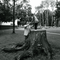 Когда деревья были большими...