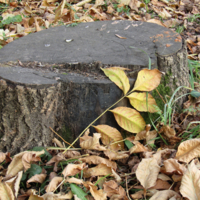 Осенний пень в осенний день