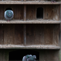 любовь и одиночество