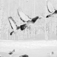 Приснилось