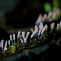 Грибы бывают разные