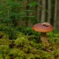 Белый гриб.