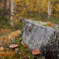 Минимир и макромир