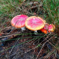 Нельзя не заметить меня,мухомора