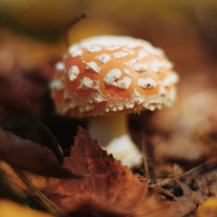 Осенний мухомор