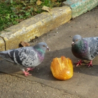 Манна небесная...