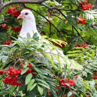 Белый голубь