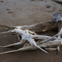 Осторожно! Пень!