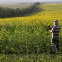 В горчичном поле