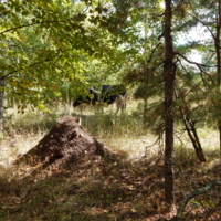 Трансформация в муравейник