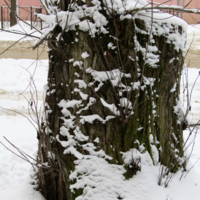 Найди бегущую собаку на пне