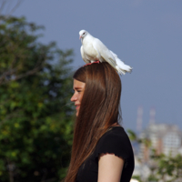 С белым голубем