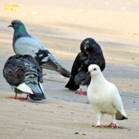 Разномастные