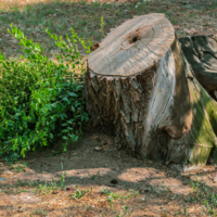 Даже пень в весенний день...