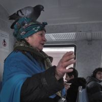 Как голубь  зайцем ехал )