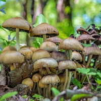 Семейка волшебных грибочков