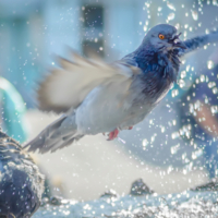 Даёшь приводнение!