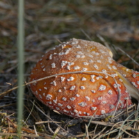 "Кусок пирога-угощайтесь"- Баба Яга !)